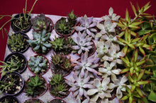 Load image into Gallery viewer, Succulent 3 Plant Assortment 2" Pot
