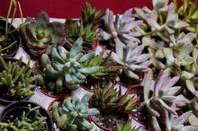 Load image into Gallery viewer, Succulent 3 Plant Assortment 2" Pot

