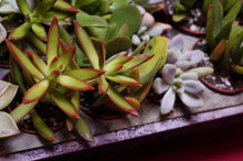 Load image into Gallery viewer, Succulent 3 Plant Assortment 2" Pot
