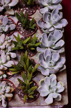 Load image into Gallery viewer, Succulent 3 Plant Assortment 2" Pot
