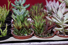 Load image into Gallery viewer, Succulent 3 Plant Assortment 2" Pot
