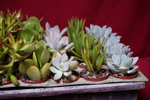 Load image into Gallery viewer, Succulent 3 Plant Assortment 2" Pot
