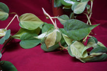 Load image into Gallery viewer, Reverted Philodendron Cream Splash 4" Hanging Basket
