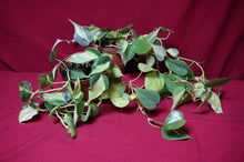 Load image into Gallery viewer, Reverted Philodendron Cream Splash 4" Hanging Basket
