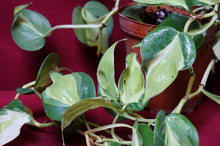 Load image into Gallery viewer, Reverted Philodendron Cream Splash 4" Hanging Basket
