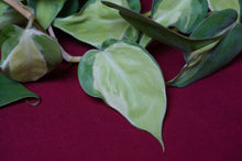 Load image into Gallery viewer, Reverted Philodendron Cream Splash 4" Hanging Basket
