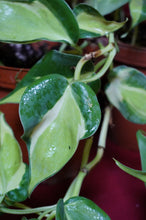 Load image into Gallery viewer, Reverted Philodendron Cream Splash 4" Hanging Basket
