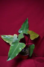 Load image into Gallery viewer, Philodendron Strawberry Shortcake Reverted Tops 6" Pot
