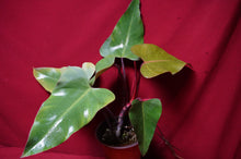 Load image into Gallery viewer, Philodendron Strawberry Shortcake Reverted Tops 6" Pot
