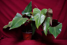 Load image into Gallery viewer, Philodendron Strawberry Shortcake Reverted Tops 6" Pot
