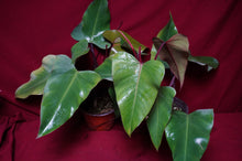 Load image into Gallery viewer, Philodendron Strawberry Shortcake Reverted Tops 6" Pot
