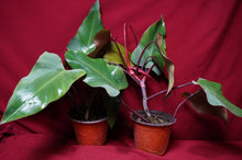 Load image into Gallery viewer, Philodendron Strawberry Shortcake Reverted Tops 6" Pot
