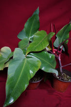 Load image into Gallery viewer, Philodendron Strawberry Shortcake Reverted Tops 6" Pot
