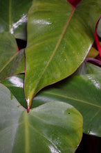 Load image into Gallery viewer, Philodendron Strawberry Shortcake Reverted Tops 6" Pot
