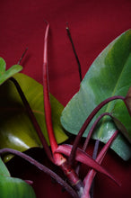 Load image into Gallery viewer, Philodendron Strawberry Shortcake Reverted Tops 6" Pot
