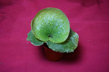 Load image into Gallery viewer, Platycerium Grande 02" Pot
