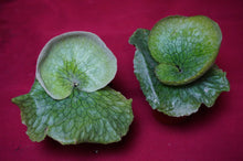 Load image into Gallery viewer, Platycerium Grande 02" Pot
