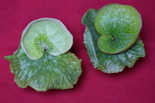 Load image into Gallery viewer, Platycerium Grande 02" Pot
