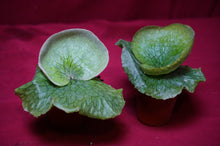 Load image into Gallery viewer, Platycerium Grande 02" Pot
