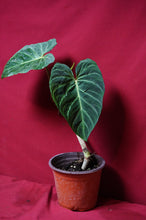 Load image into Gallery viewer, Philodendron Verrucosum Red Back 6" Pot
