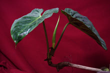 Load image into Gallery viewer, Philodendron Verrucosum Red Back 6" Pot
