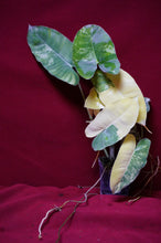 Load image into Gallery viewer, Philodendron Burle Marx Albo Variegated 4" Pot
