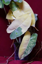 Load image into Gallery viewer, Philodendron Burle Marx Albo Variegated 4" Pot
