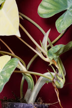 Load image into Gallery viewer, Philodendron Burle Marx Albo Variegated 4" Pot
