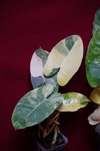 Load image into Gallery viewer, Philodendron Burle Marx Albo Variegated 4" Pot
