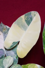 Load image into Gallery viewer, Philodendron Burle Marx Albo Variegated 4" Pot
