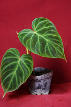 Load image into Gallery viewer, Philodendron Verrucosum "Dark" 4" Pot
