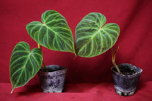 Load image into Gallery viewer, Philodendron Verrucosum "Dark" 4" Pot
