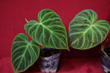 Load image into Gallery viewer, Philodendron Verrucosum "Dark" 4" Pot
