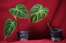 Load image into Gallery viewer, Philodendron Verrucosum "Dark" 4" Pot
