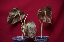Load image into Gallery viewer, Philodendron Verrucosum "Dark" 4" Pot
