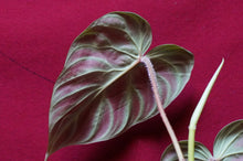 Load image into Gallery viewer, Philodendron Verrucosum "Dark" 4" Pot
