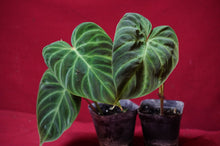 Load image into Gallery viewer, Philodendron Verrucosum "Dark" 4" Pot
