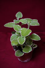 Load image into Gallery viewer, Cuban Oregano Variegated 4" Pot
