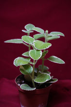 Load image into Gallery viewer, Cuban Oregano Variegated 4" Pot
