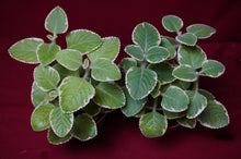Load image into Gallery viewer, Cuban Oregano Variegated 4" Pot
