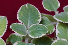 Load image into Gallery viewer, Cuban Oregano Variegated 4" Pot
