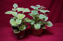 Load image into Gallery viewer, Cuban Oregano Variegated 4" Pot
