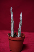 Load image into Gallery viewer, Senecio Stapeliiformis Pickle Plant 2" Pot
