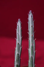 Load image into Gallery viewer, Senecio Stapeliiformis Pickle Plant 2" Pot
