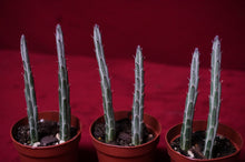 Load image into Gallery viewer, Senecio Stapeliiformis Pickle Plant 2" Pot
