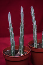 Load image into Gallery viewer, Senecio Stapeliiformis Pickle Plant 2" Pot
