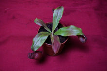 Load image into Gallery viewer, Nepenthes Ventricosa x Ampullaria Black Miracle 2" Pot
