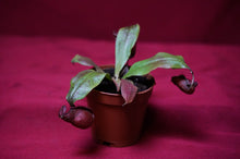 Load image into Gallery viewer, Nepenthes Ventricosa x Ampullaria Black Miracle 2" Pot
