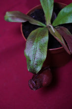 Load image into Gallery viewer, Nepenthes Ventricosa x Ampullaria Black Miracle 2" Pot
