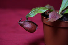 Load image into Gallery viewer, Nepenthes Ventricosa x Ampullaria Black Miracle 2" Pot
